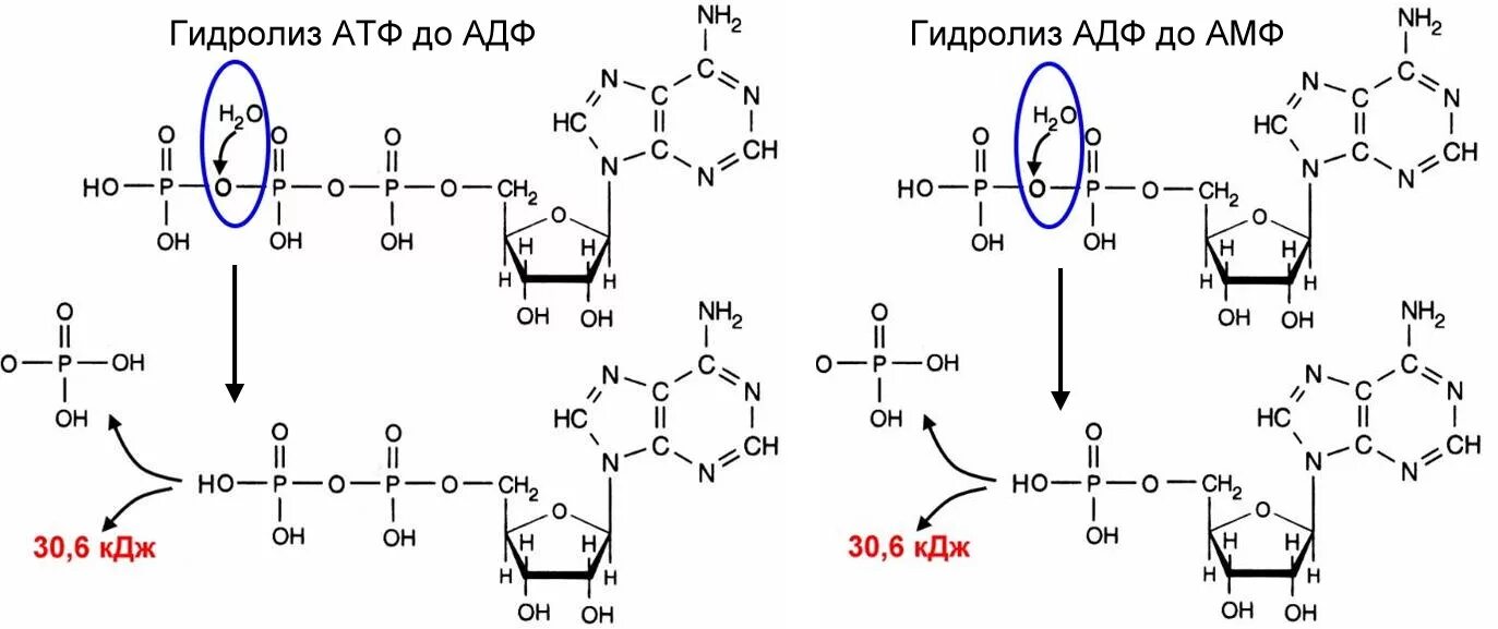 Реакция гидролиза АТФ формула. Схема гидролитического расщепления АТФ. Схему гидролитического расщепления АТФ В организме. Схема реакции гидролитического расщепления АТФ. Реакция расщепления атф