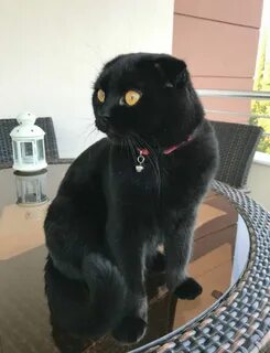 Черный шотландский кот