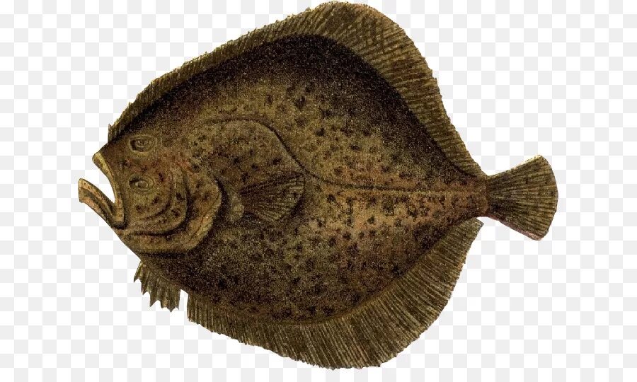 Камбала картинка. Flounder рыба камбала. калкан рыба. камбала или тюрбо. камбала для детей.
