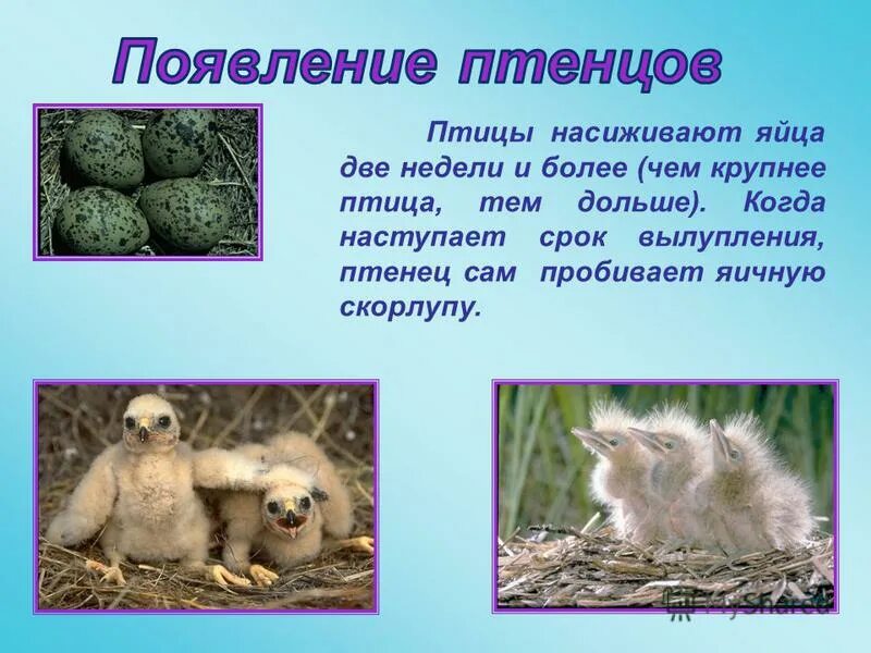 когда птицы выводят птенцов время года. когда появляются птенцы. яички в гнезде. птенец дятла новорожденный. вылупившиеся птенцы дятлов.