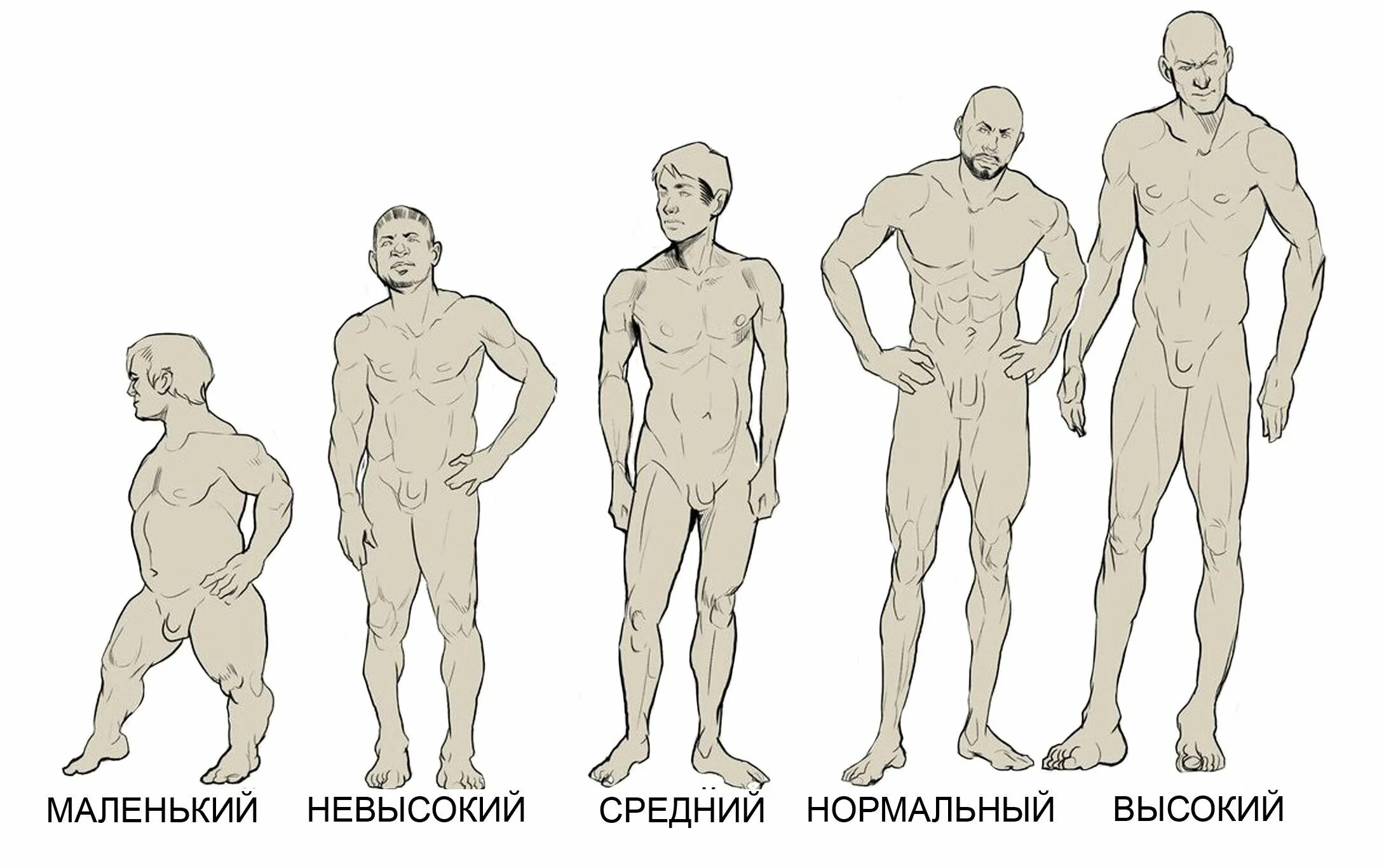 Возраст мужского пола. Типы телосложения человека референс. Типы телосложения у мужчин референсы. Телосложение мужчины референс. Типы мужских фигур референс.