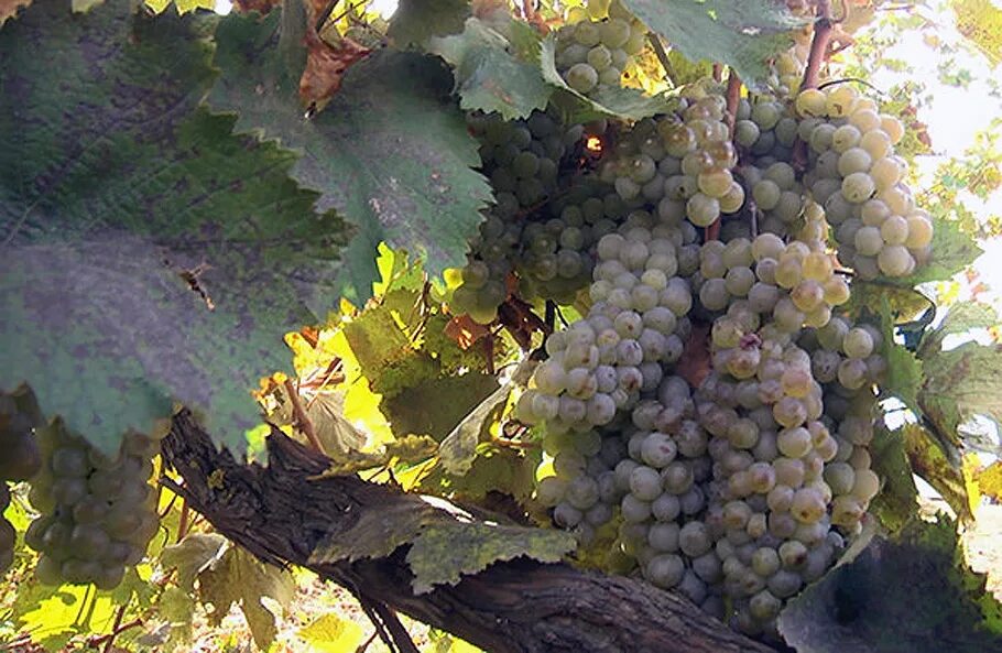 акчурин алексей винодельня. педро крымский виноград. виноградники испании винодельня. херсонес таврический реконструкция. массандра виноград крым.