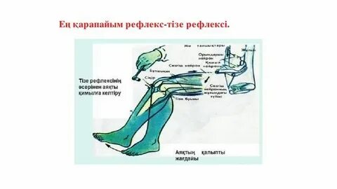 Томск сауналарында жалаңаш қыздар