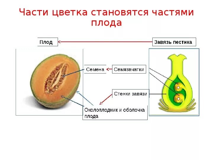 Рисунок околоплодника. Завязь биология околоплодник. Схема образование плода у растений. Строение плода 6. Из чего развивается плод 6 класс биология.