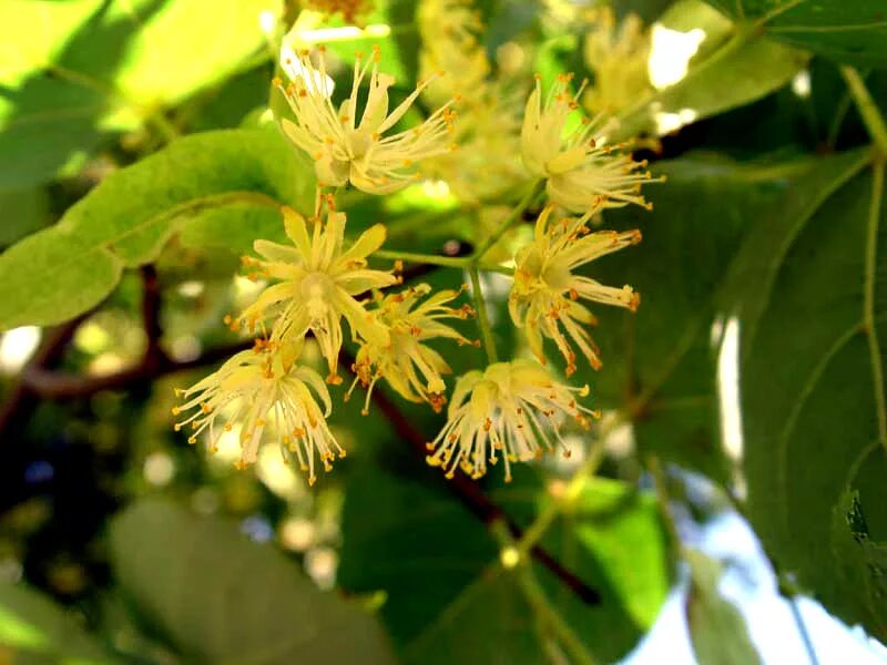 липа дерево цветение. цвет липы 1. цвет липы 1. липа дальневосточная. цветки липы вита.