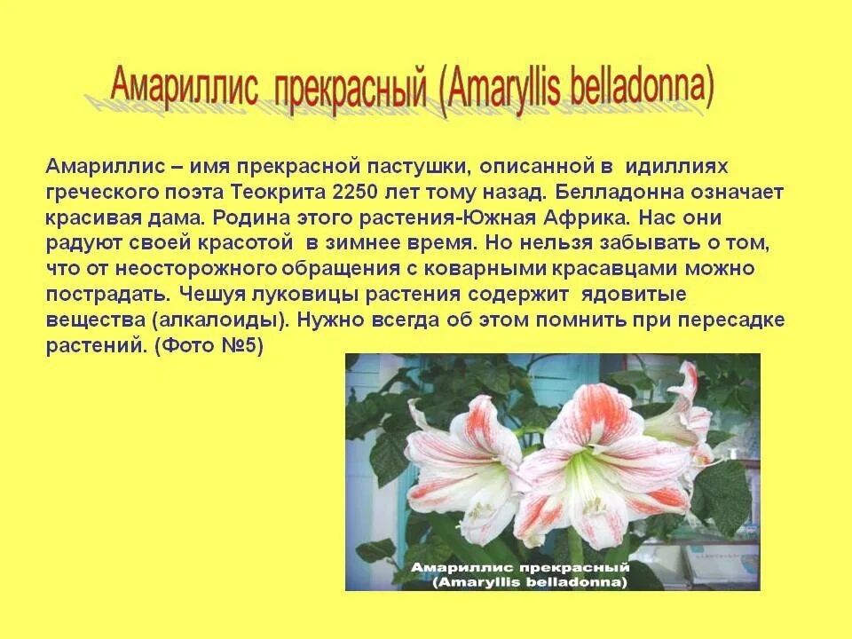 Амариллис значение. Амариллис (гиппеаструм) белладонна. амариллис белладонна комнатный. амариллис белладонна растение. гиппеаструм белладонна.