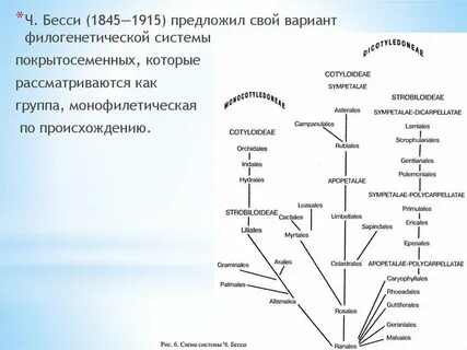 Потомок цветковых растений