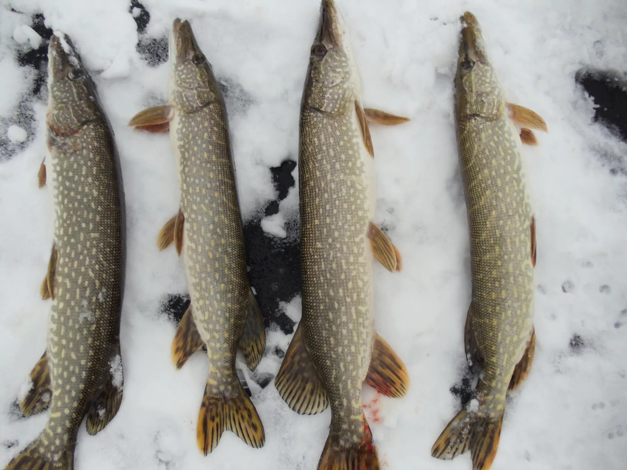 Щука зима. Щука на льду. Фото щуки на льду. Крупная щука первый лёд. Огромная щука на жерлицу.