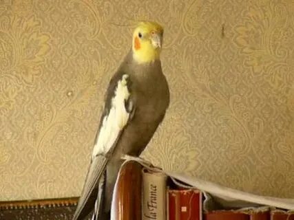 Корелла поет пианино