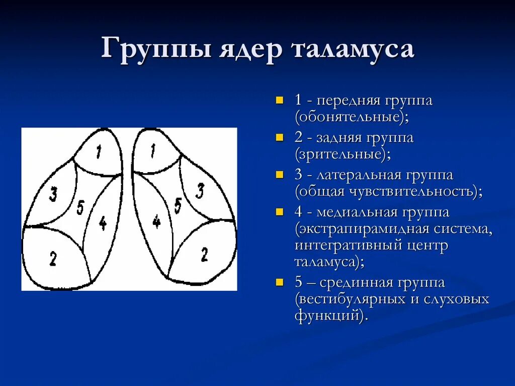 Схема расположения ядер таламуса. Ядра промежуточного мозга таламуса. Ассоциативные ядра таламуса. Зрительный бугор анатомия ядра. Заднее вентральное ядро таламуса.