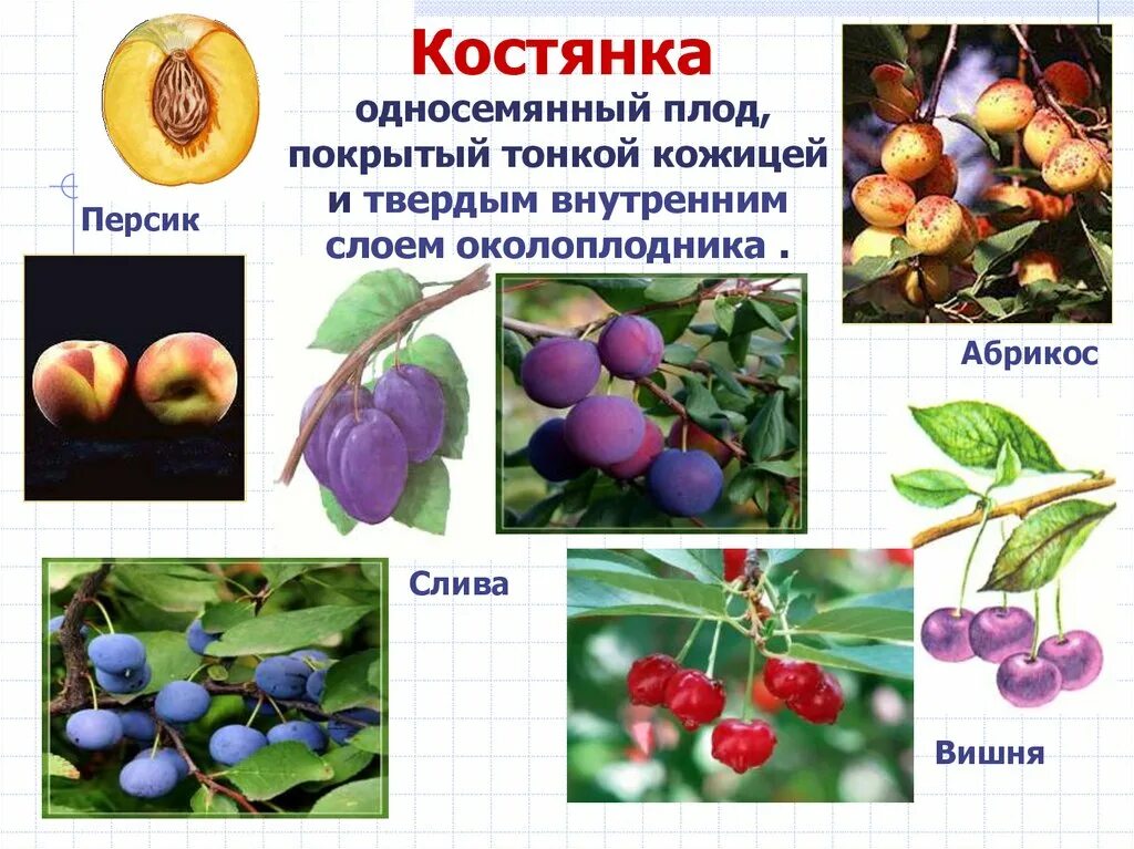 Плод костянка семейство. Семейство розоцветные плод. Плод яблоко семейство розоцветные. Какое семейство костянки. Семейство розоцветные плод костянка.