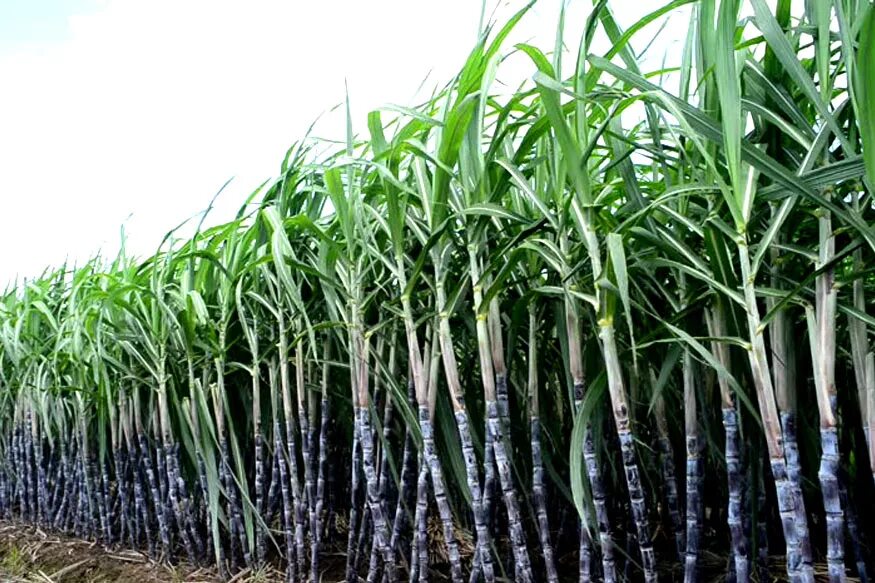 2. Южный тростник камыш. Автоматическая ферма тростника 1. Как сделать чтобы тростник рос быстрее. Сахарный тростник в мексике.