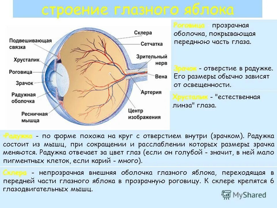 Переходит в непрозрачную внешнюю оболочку глаза склеру