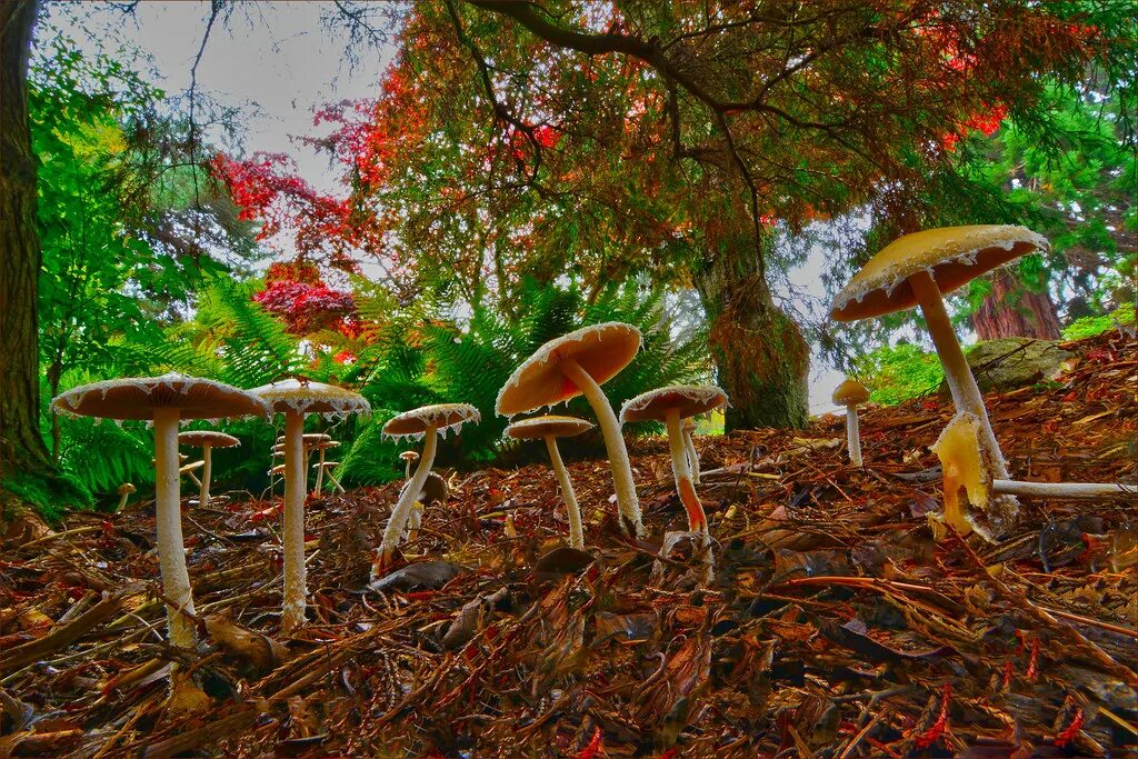 Грибы на деревьях. Природа грибы в лесу. Грибы вместо деревьев. Wild Mushrooms. Mushroom слушать