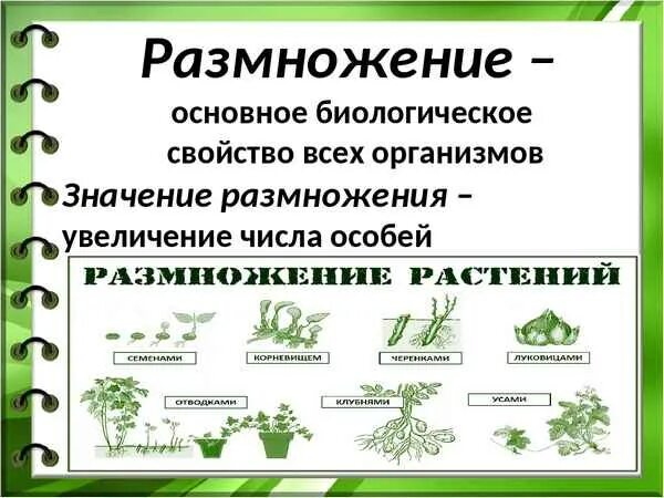 6 Кл биология размножение растений. Вегетативное размножение растений это бесполое размножение. Способы размножения семян 6 класс биология. Половое и бесполое размножение растений 6 класс.