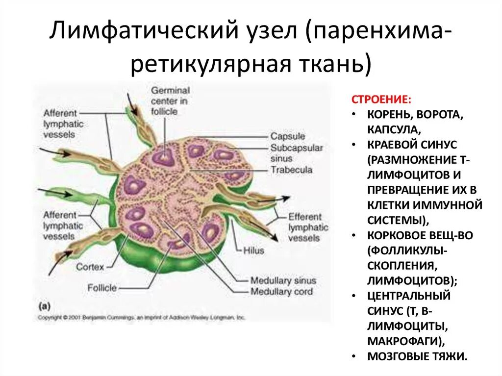 Паренхима лимфатического узла. Ретикулярная ткань лимфатического узла. Строма лимфатического узла гистология. Ретикулярная ткань срез лимфатического узла. Лимфоузлы особенности