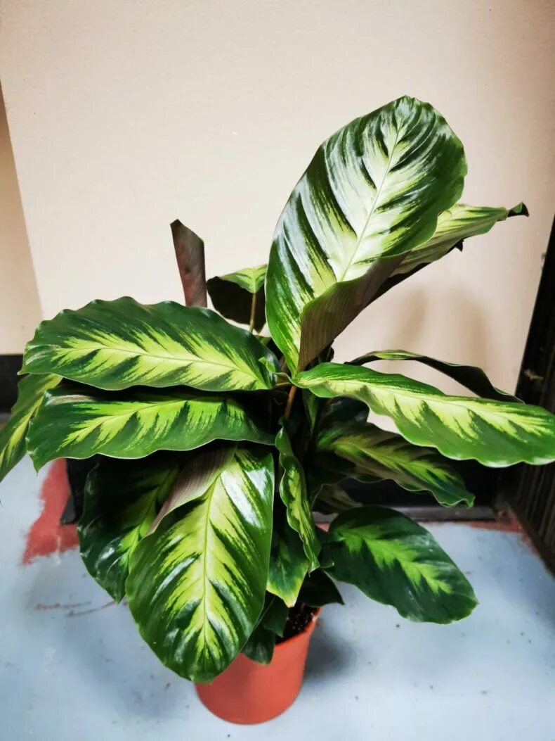 Калатеи виды и сорта фото