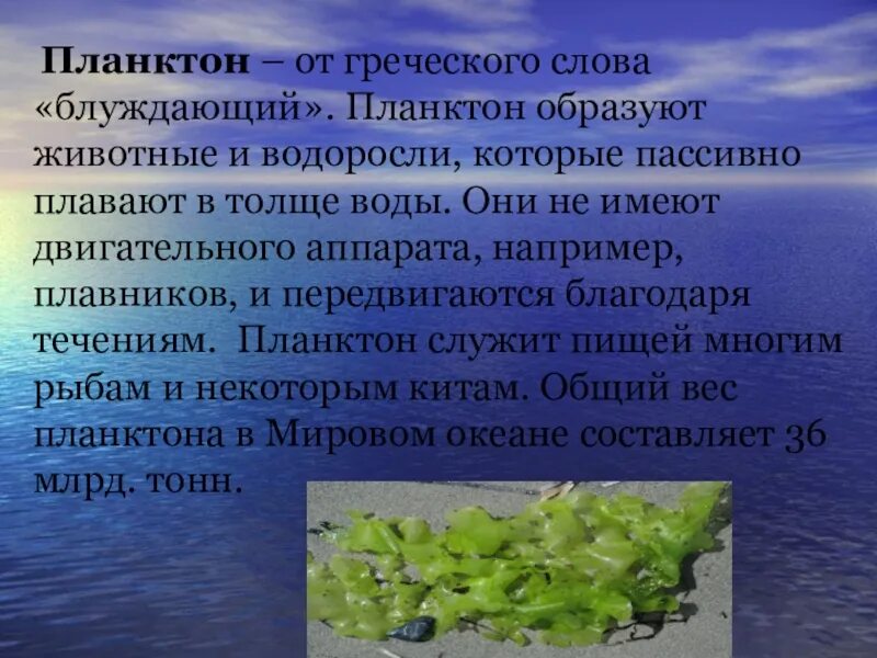 Планктон. Планктон образуют. Водоросли в толще воды. Информация про планктона.