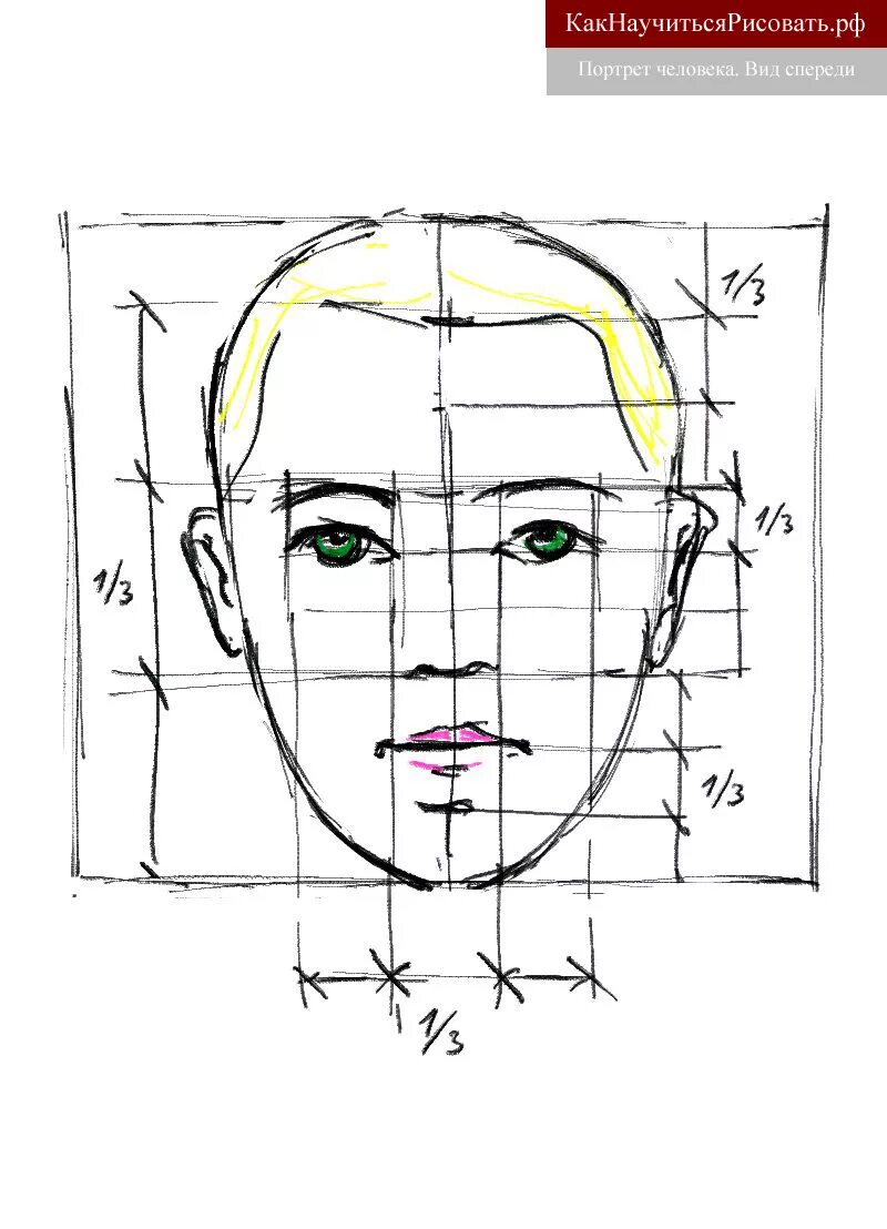 Лицо рисунок схема. Пропорции портрета человека поэтапно. Портрет поэтапно пропорции. Схема рисования портрета. Схема поэтапного рисования портрета.