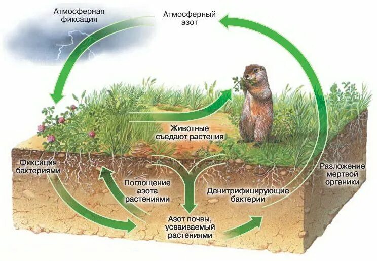 Круговорот веществ в биосфере. Круговорот веществ в биосфере азот. Азот в природе круговорот азота в природе. Биологический круговорот азота в природе. Круговорот жизни человека