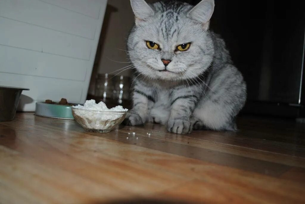 Можно ли кошкам крупы