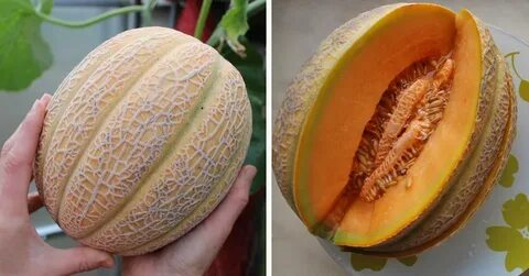 Лучшая дыня для средней полосы