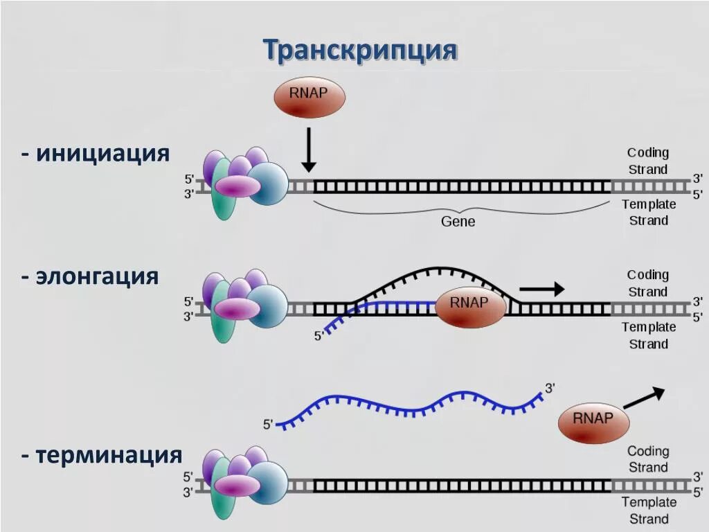 Терминация синтеза рнк. Этапы трансляции биосинтеза белка инициация элонгация терминация. Этапы трансляции инициация элонгация терминация. Схема процесса транскрипции. Инициация элонгация терминация схема.