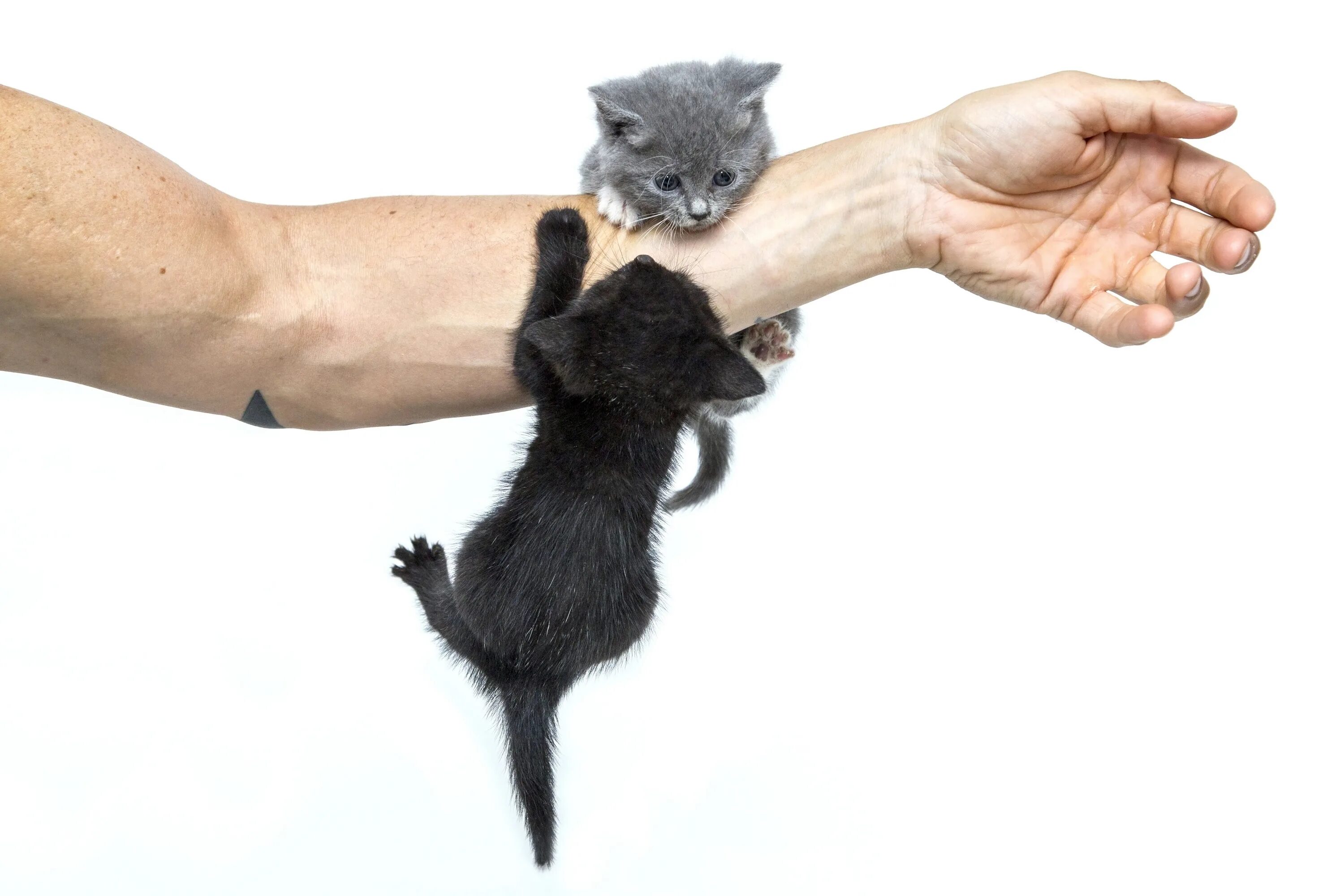 Резиновая рука для кота. Котенок на руках. Кот вцепился в руку. Кошка за шкирку. Котенок вцепился.