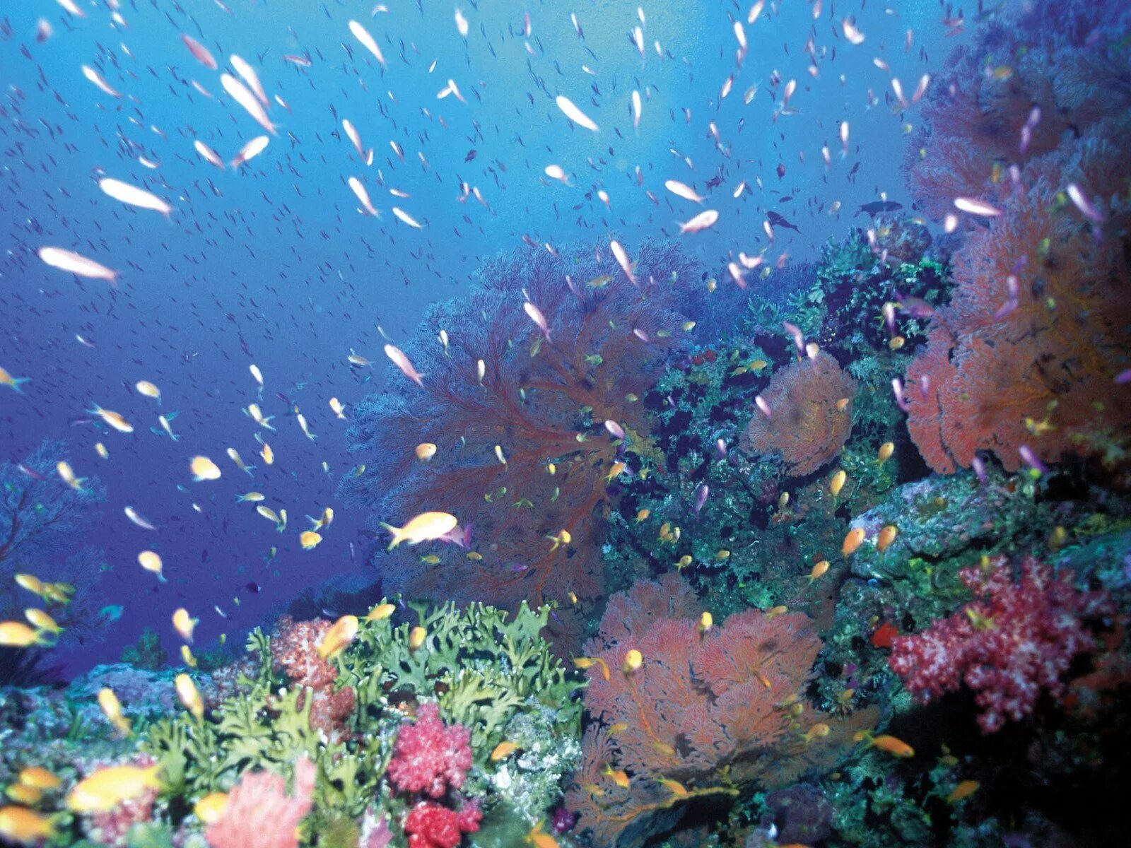 Подводный мир. Морское дно. Подводный мир кораллы. Подводный мир черного моря.
