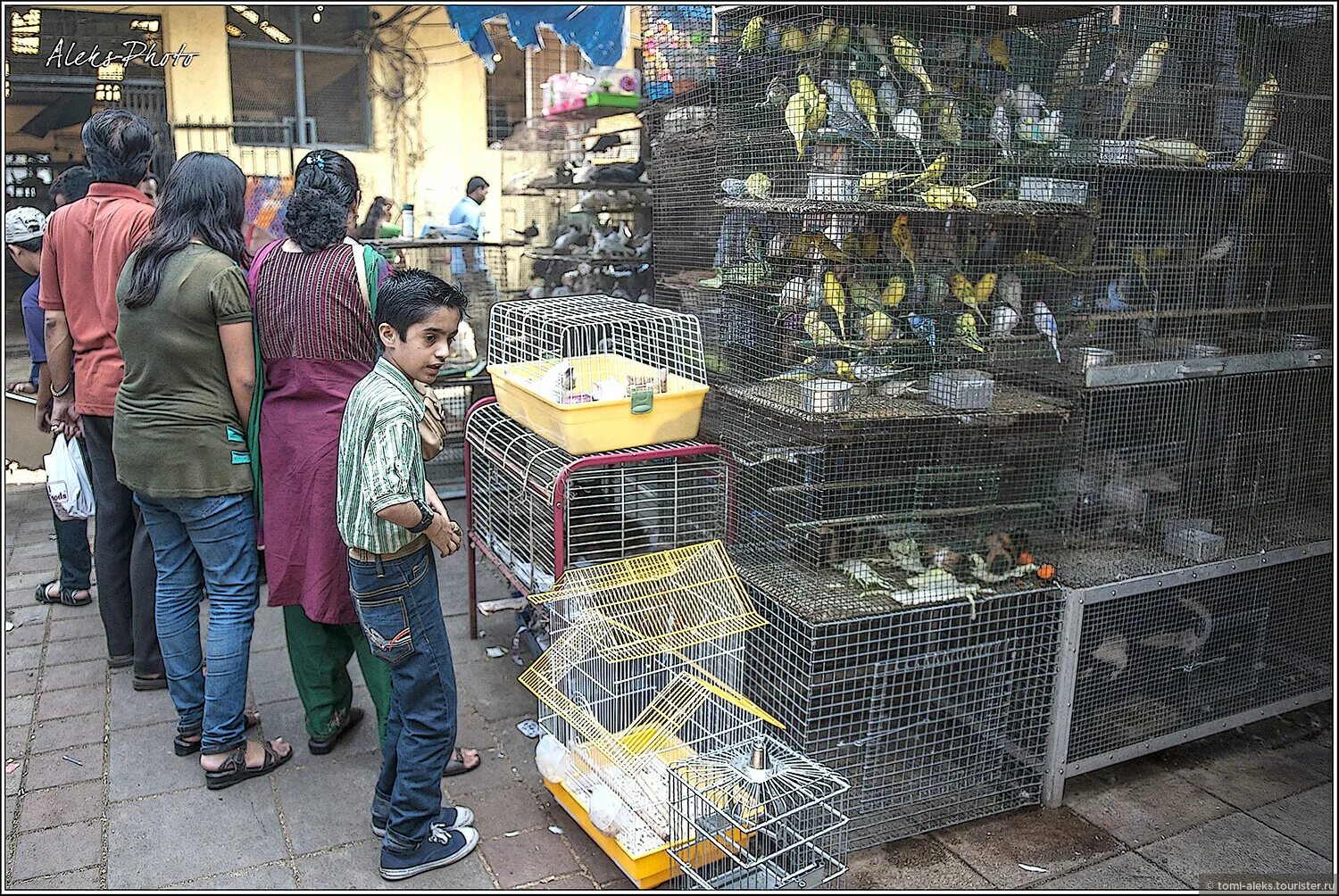 птичий рынок в москве. бутик от птичьего рынка. птичий рынок. птичий рынок воронеж. бутик от птичьего рынка.