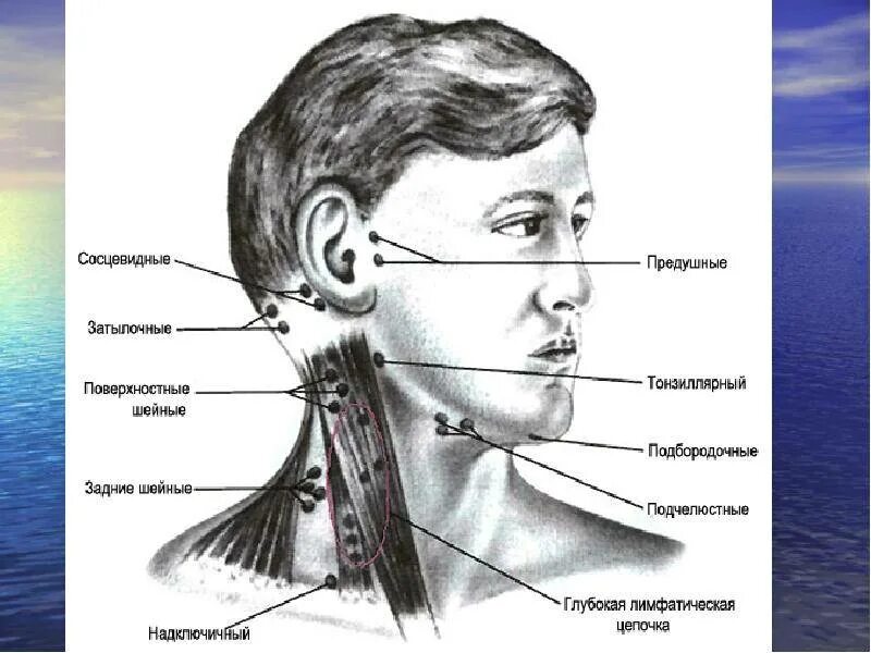 Подчелюстные лимфатические узлы. Шейные и подчелюстные лимфоузлы. Лимфоузел подчелюстной на шее расположение. Поднижнечелюстные лимфоузлы узлы. Болит под правым ухом