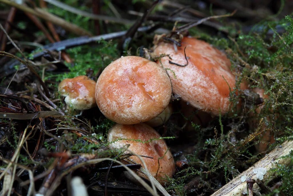 сосновый бор рыжики. рыжики растут на полянках между молодыми соснами. рыжик гриб съедобный. рыжики растут на полянках между молодыми соснами. грибы рыжики под соснами.
