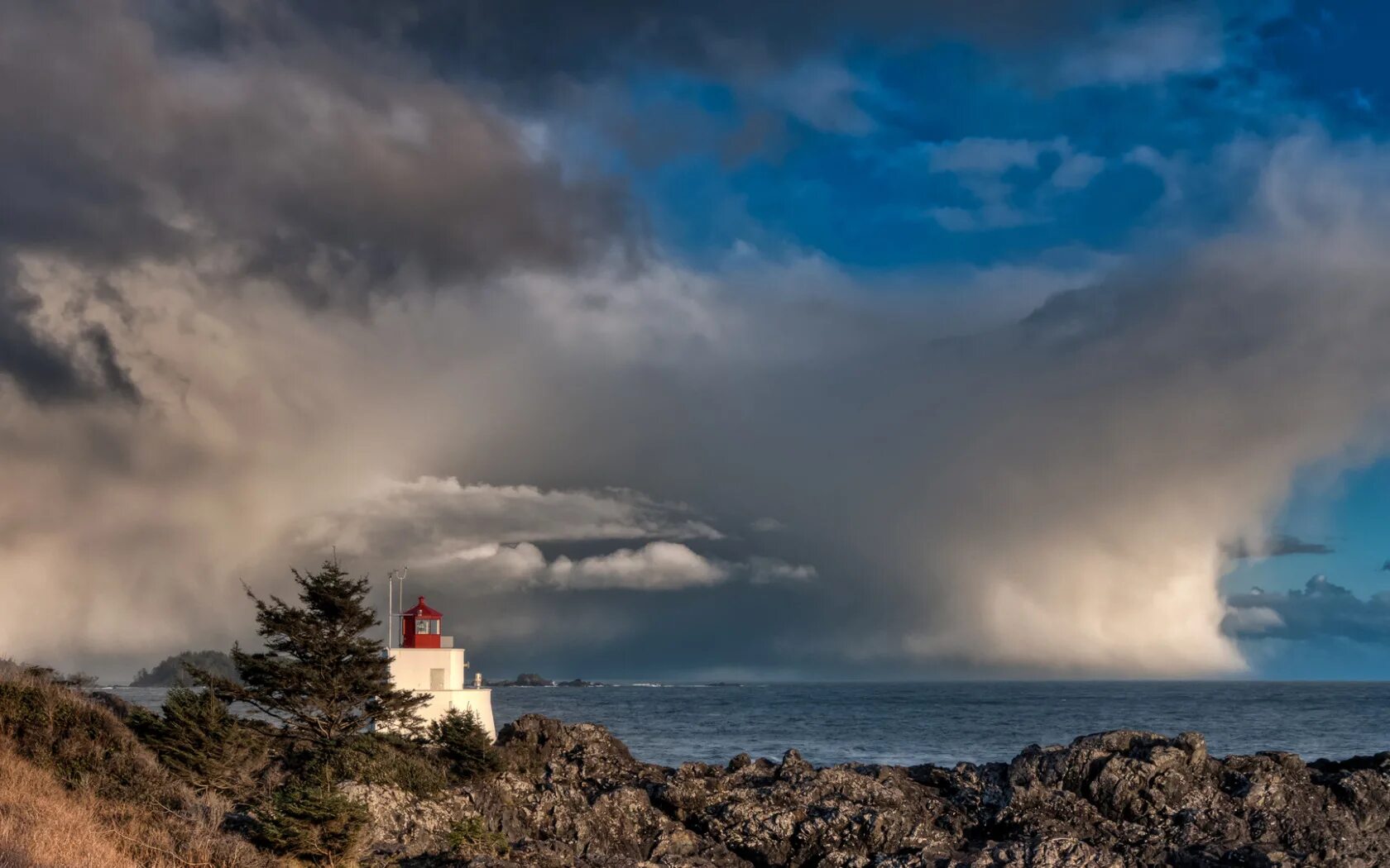 Пейзаж с деревом в поле. Кучевые облака. Обои залив. Лес и небо. Природа деревья поле небо.