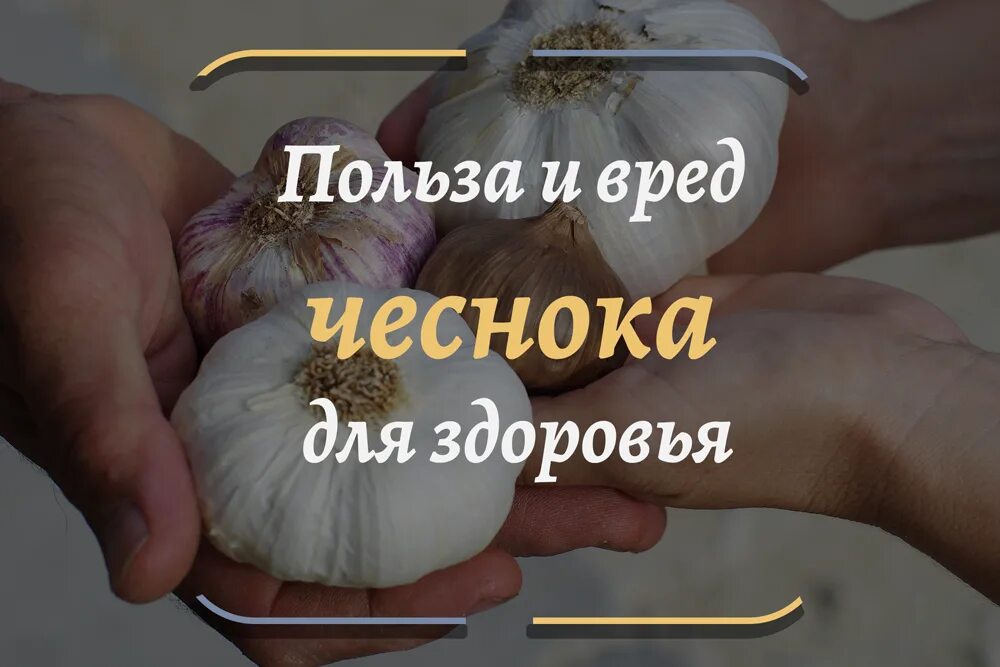 Польза и вред чеснока для мужчин. Чеснок польза. чем полезен чеснок. польза чеснока для организма. чем полезен чеснок для организма.