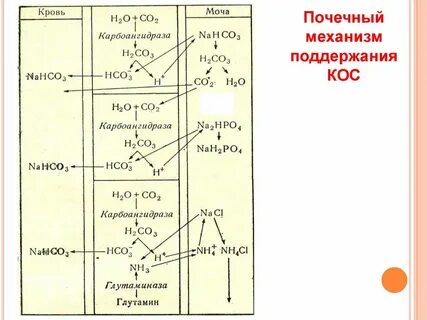 Роль кос
