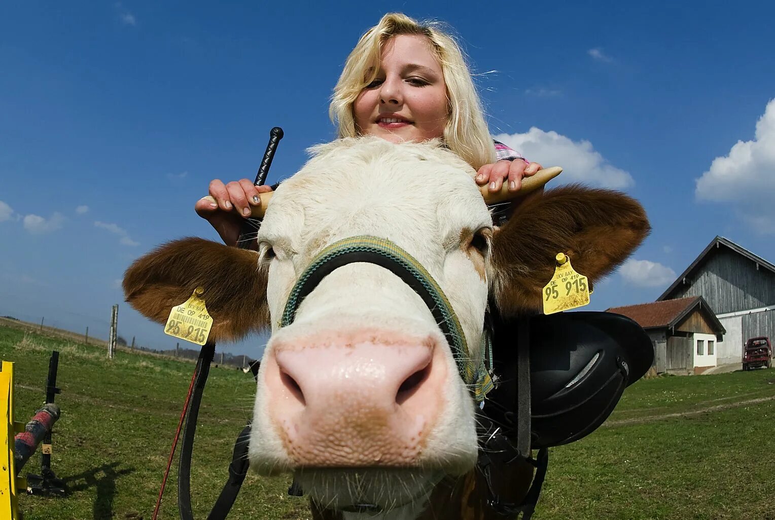 Фотосет с коровами. Девушка корова. Корова девушка как называется. Верхом на быке. Фото с коровой девушка.