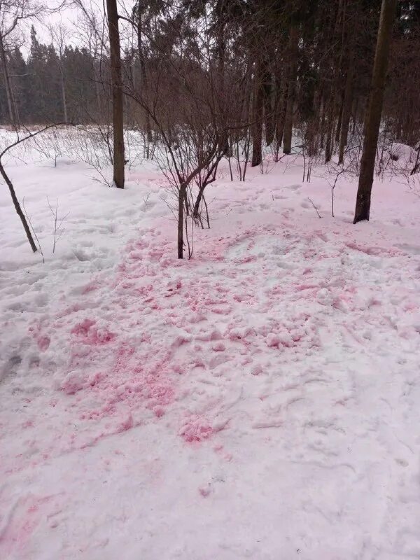 арбузный снег в хибинах. что такое розовый снег. сьерра невада красный снег. что такое розовый снег. сьерра невада арбузный снег.
