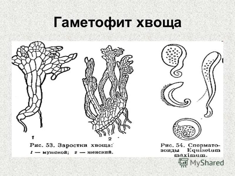 Заросток папоротника. Спорофит хвоща полевого. Заросток щитовника. Мужской гаметофит хвоща полевого. Хвощ полевой заросток.