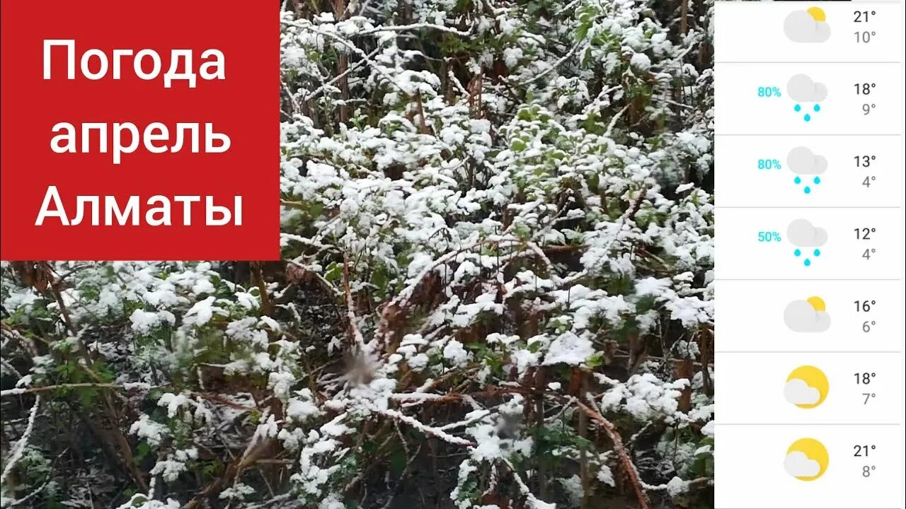 Алматы погода в марте. Прогноз погоды на 10 дней. Погода в алматы на месяц сентябрь. Прогноз погоды на 10 дней. Погода в алматы на месяц сентябрь.