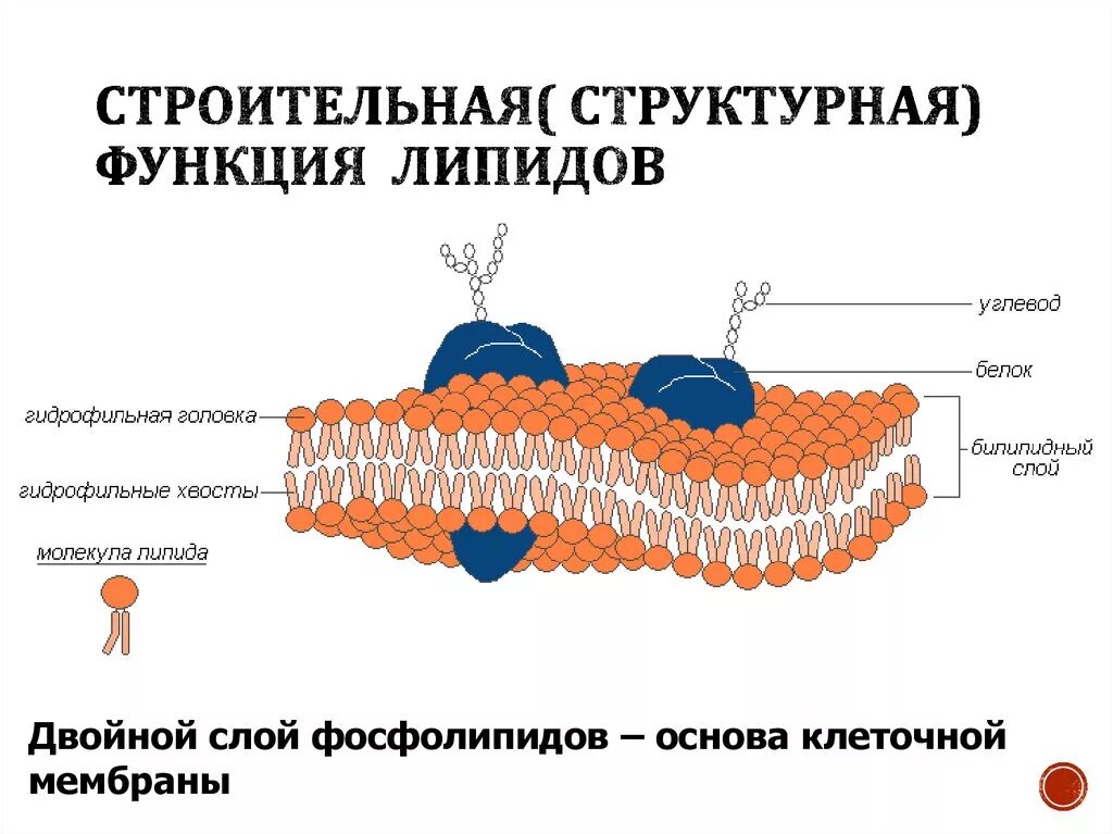 Защитный липид. Строение клеточной мембраны фосфолипиды. Строение наружной цитоплазматической мембраны. Липид в структуре клеточной мембраны. Строение плазматической мембраны фосфолипиды.