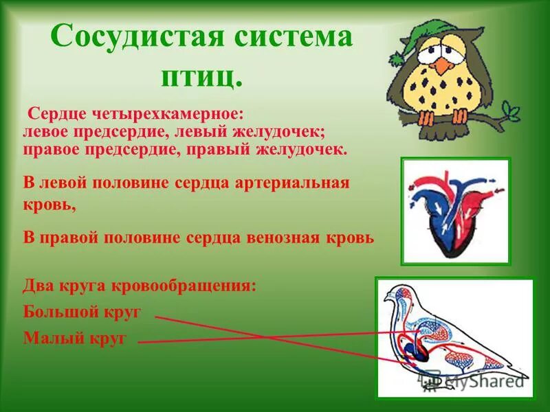 появление четырехкамерного сердца у птиц