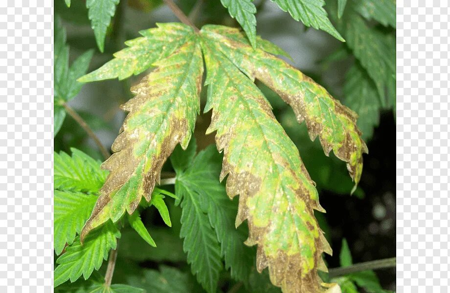 Ожоги листьев. Хлороз автоцвет. Хлороз листьев томатов. Пурпуровая пятнистость роз. Заболевания растений.