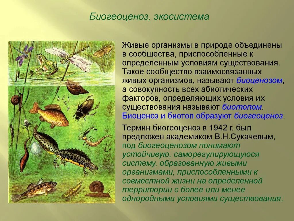 Экосистема синоним. Биогеоценоз это. природное сообщество экосистема. примеры экосистем. наземные природные сообщества.
