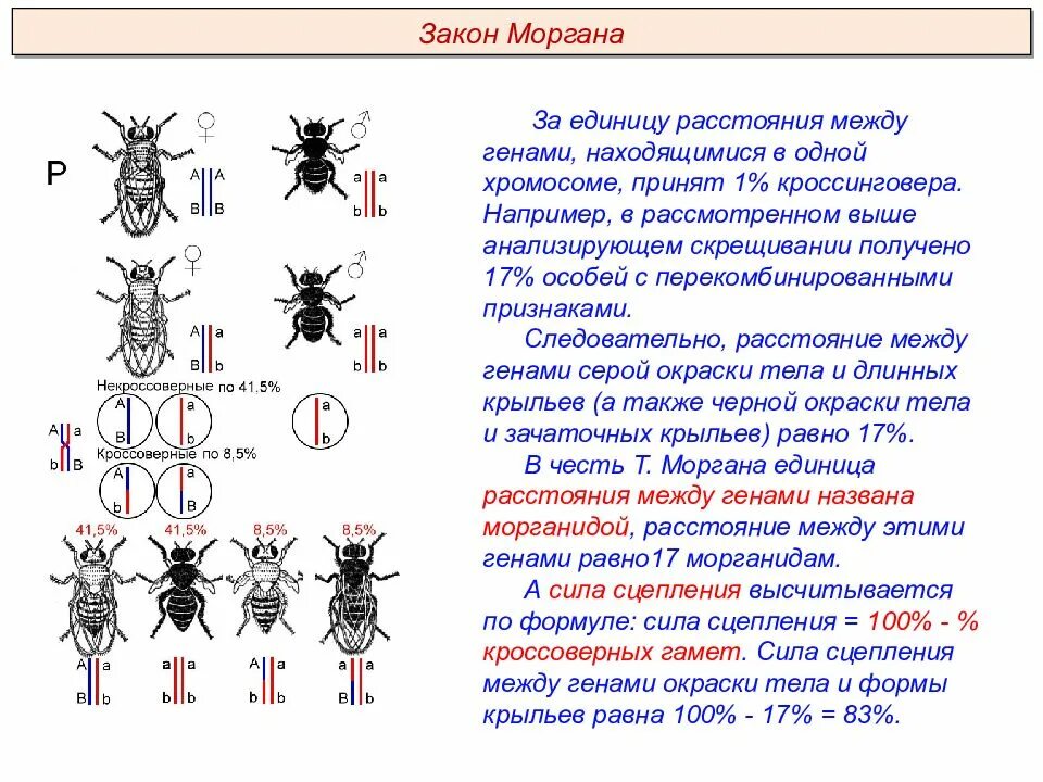 Закономерности наследования т моргана. Теория сцепленного наследования Томаса Моргана. Сцепленное наследование признаков (опыты Томаса Моргана).