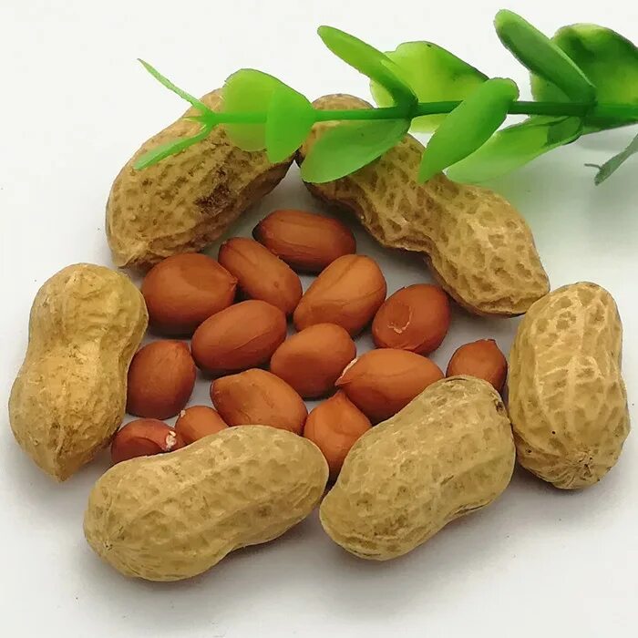 Название арахиса. Сорт арахиса раннер. Семена арахиса. Плод арахиса. Семена земляного ореха.