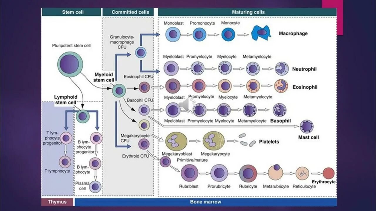 1 стволовые клетки. Hematopoiesis scheme. Кроветворные стволовые клетки маркеры. Тотипотентные стволовые клетки. Hematopoietic scheme.