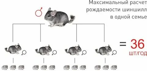 Возраст шиншиллы