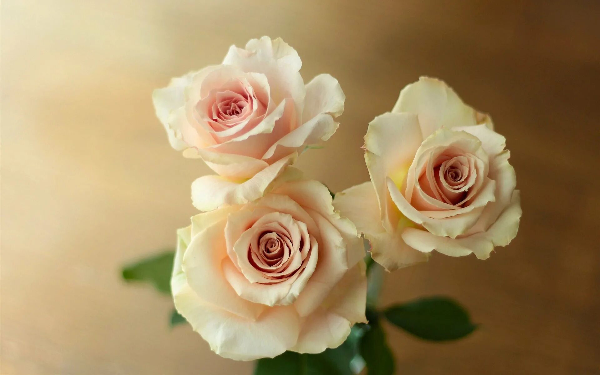 Красивые кремовые. Нежные розы. Бежевые розы. Нежные кремовые розы.