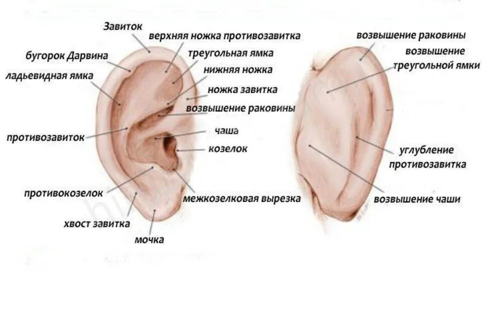 Строение наружного уха хрящ. Анатомическое строение ушной раковины. Строение наружного уха на латыни.