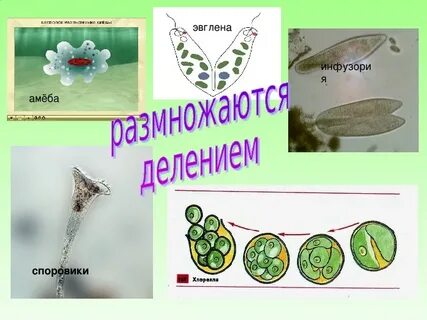 Амеба споровики